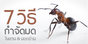 7 วิธีกำจัดมดในสวนและบริเวณนอกบ้าน