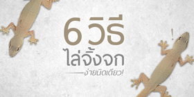 ง่ายนิดเดียว! 6 วิธีไล่จิ้งจกให้ไปไกลบ้าน